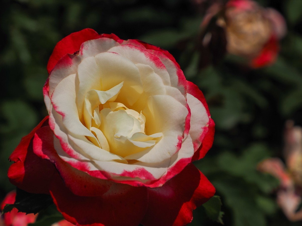 游北京大兴世界月季主题园