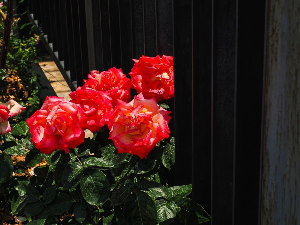 游北京大兴世界月季主题园