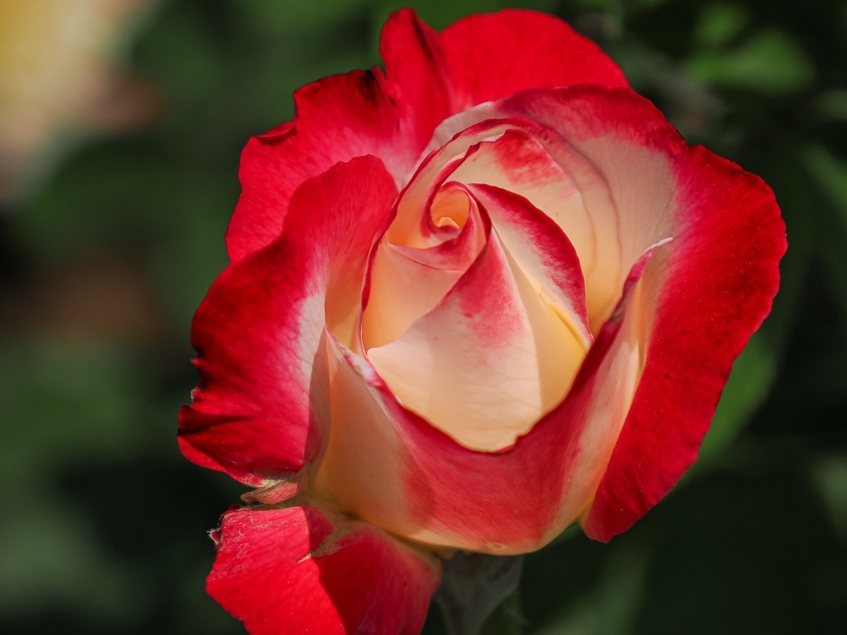 游北京大兴世界月季主题园