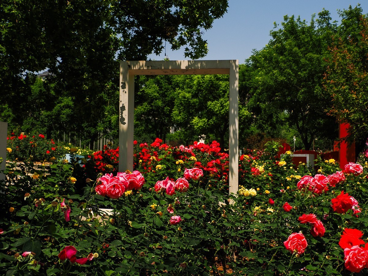 游北京大兴世界月季主题园