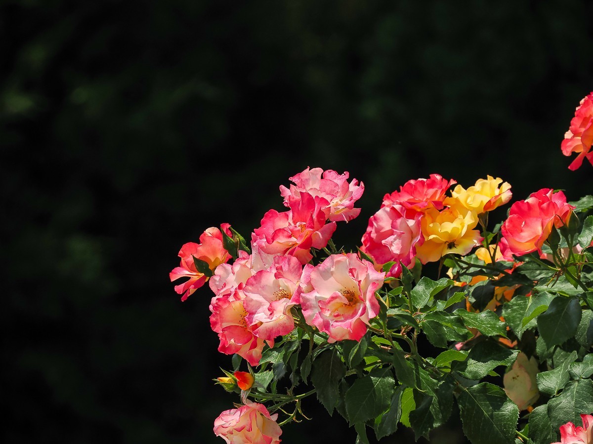 游北京大兴世界月季主题园