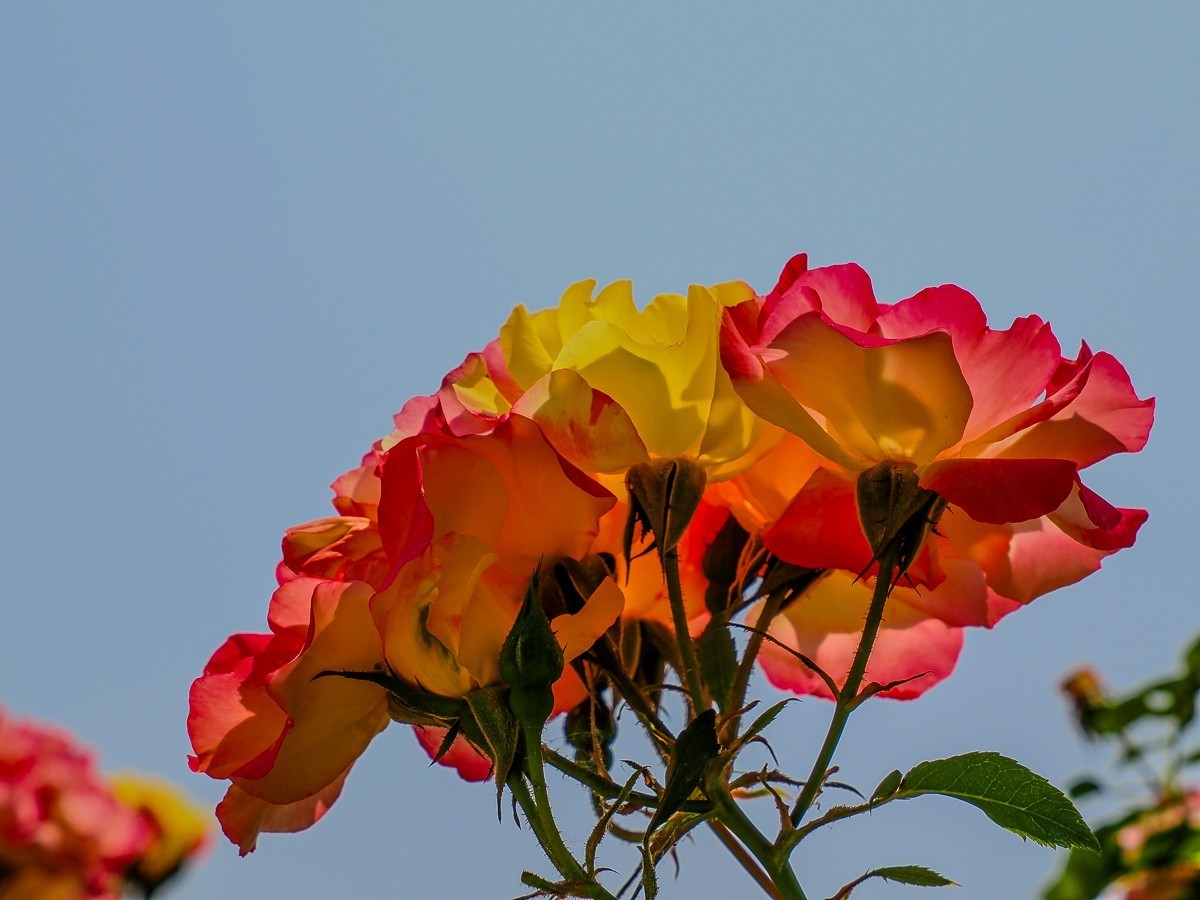 游北京大兴世界月季主题园