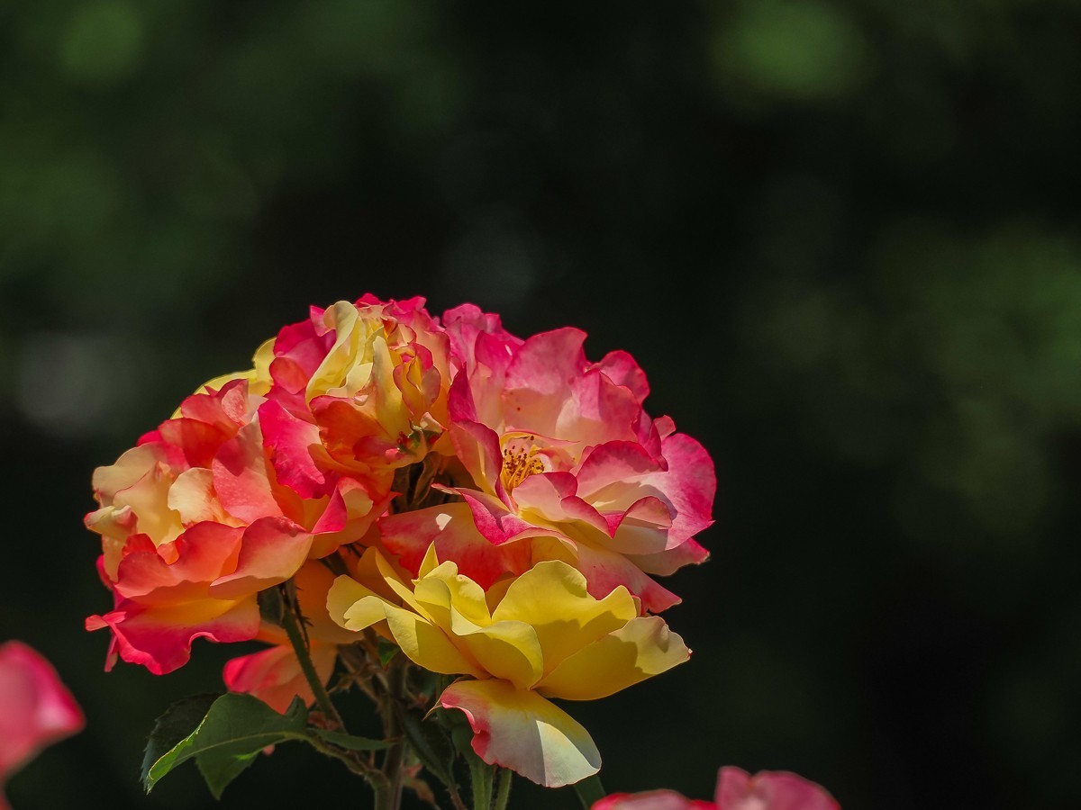 游北京大兴世界月季主题园