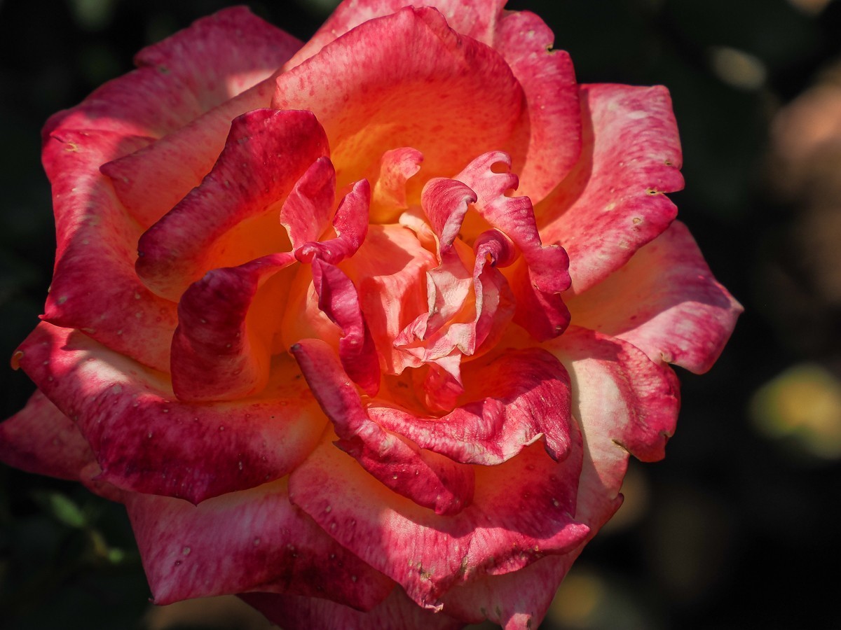 游北京大兴世界月季主题园