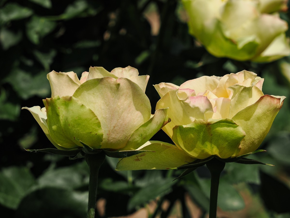 游北京大兴世界月季主题园