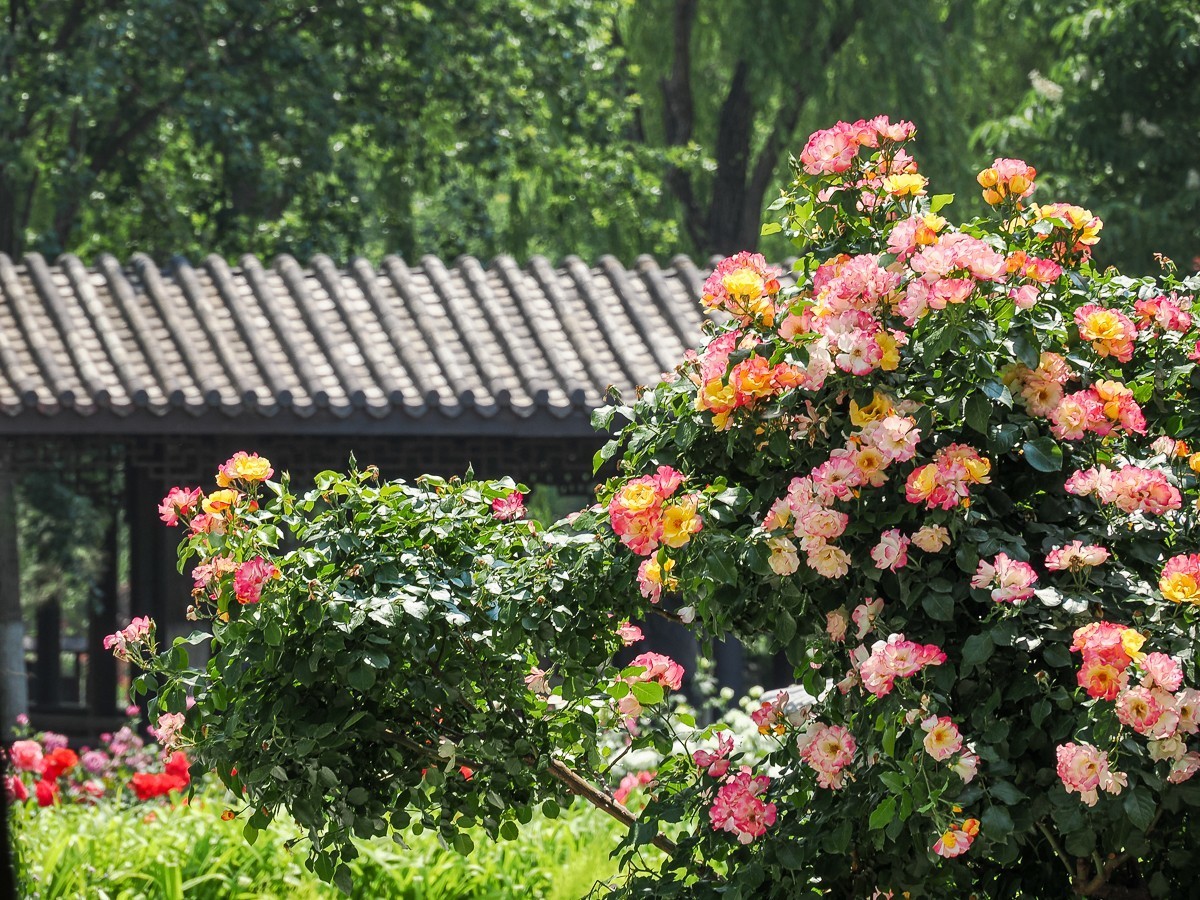 游北京大兴世界月季主题园