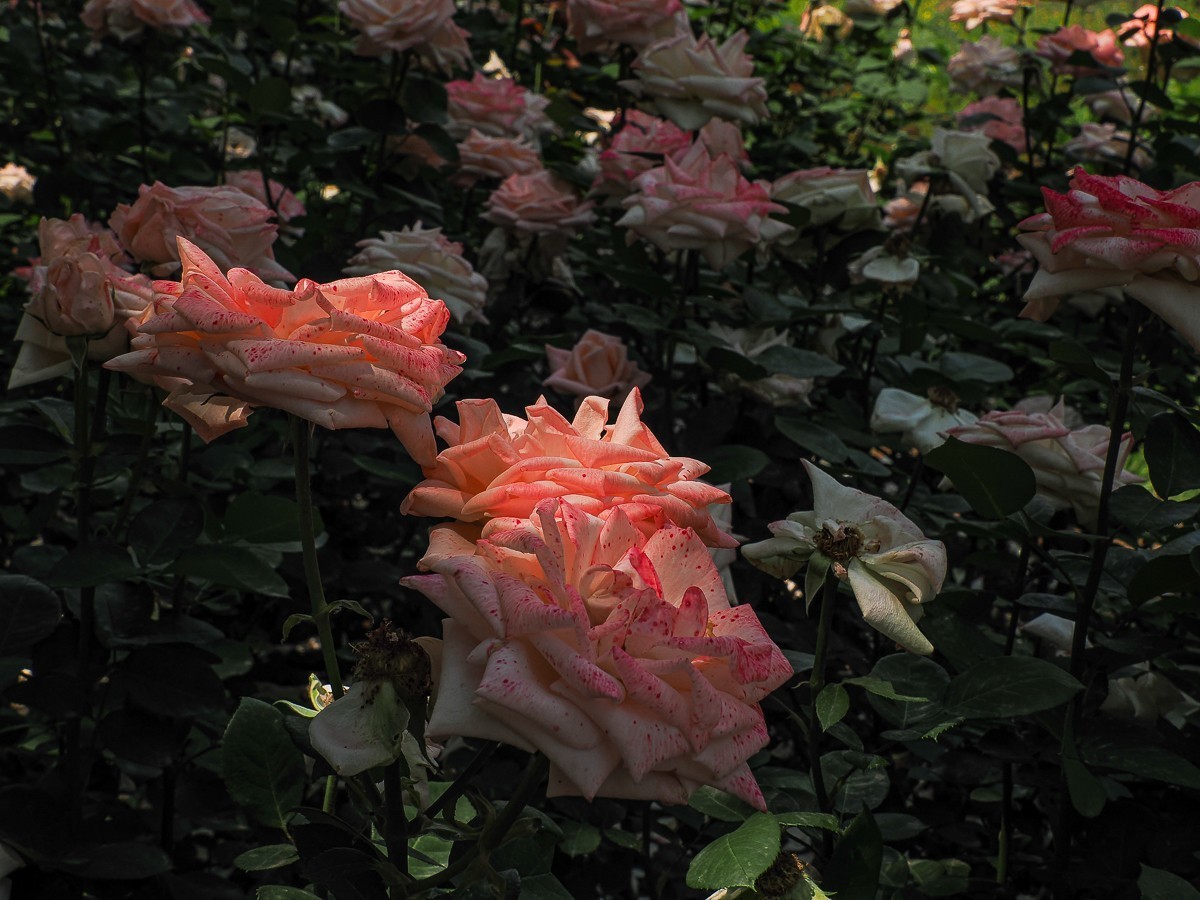 游北京大兴世界月季主题园