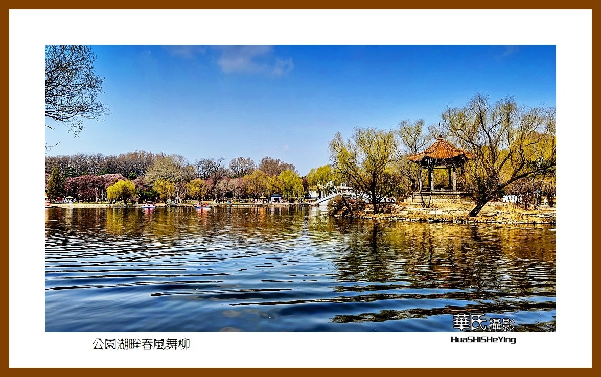 我爱家乡—公园湖畔春风舞柳（辽宁鞍山市二一九公园）