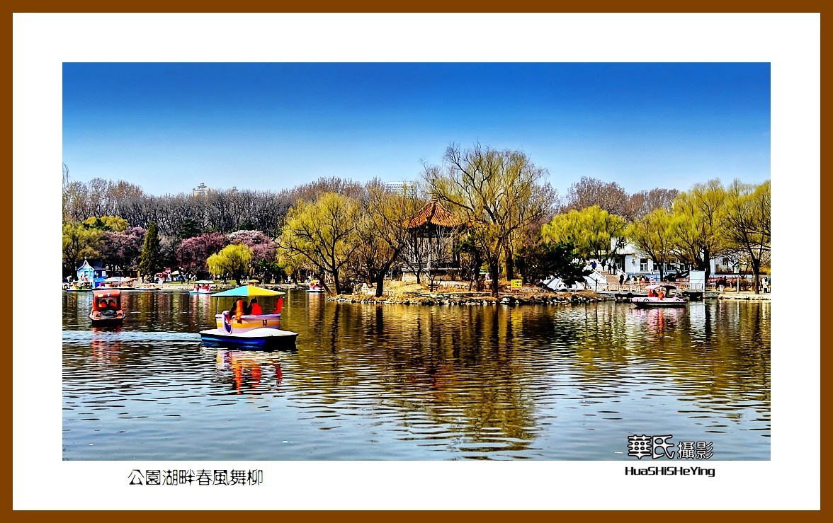 我爱家乡—公园湖畔春风舞柳（辽宁鞍山市二一九公园）
