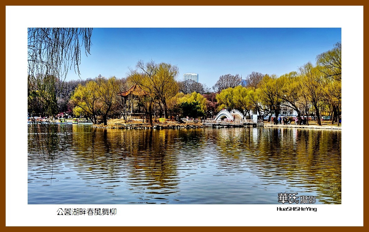 我爱家乡—公园湖畔春风舞柳（辽宁鞍山市二一九公园）