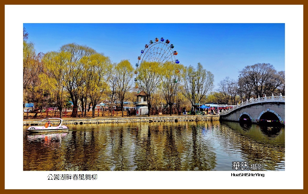 我爱家乡—公园湖畔春风舞柳（辽宁鞍山市二一九公园）