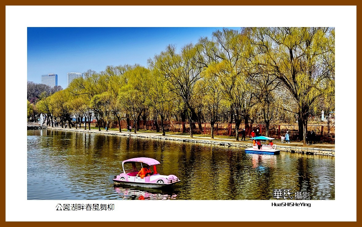 我爱家乡—公园湖畔春风舞柳（辽宁鞍山市二一九公园）