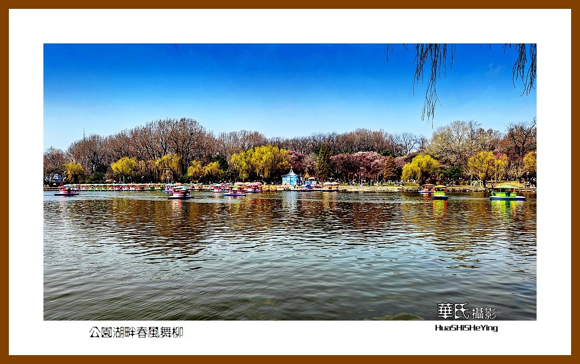我爱家乡—公园湖畔春风舞柳（辽宁鞍山市二一九公园）