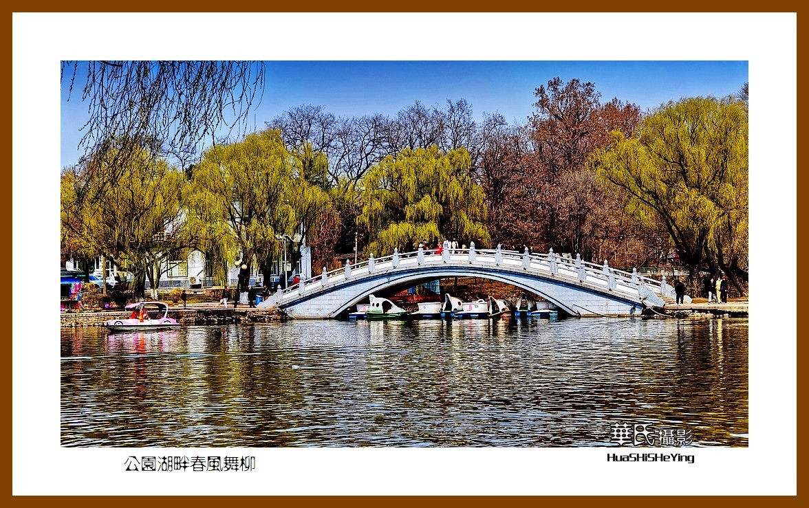 我爱家乡—公园湖畔春风舞柳（辽宁鞍山市二一九公园）