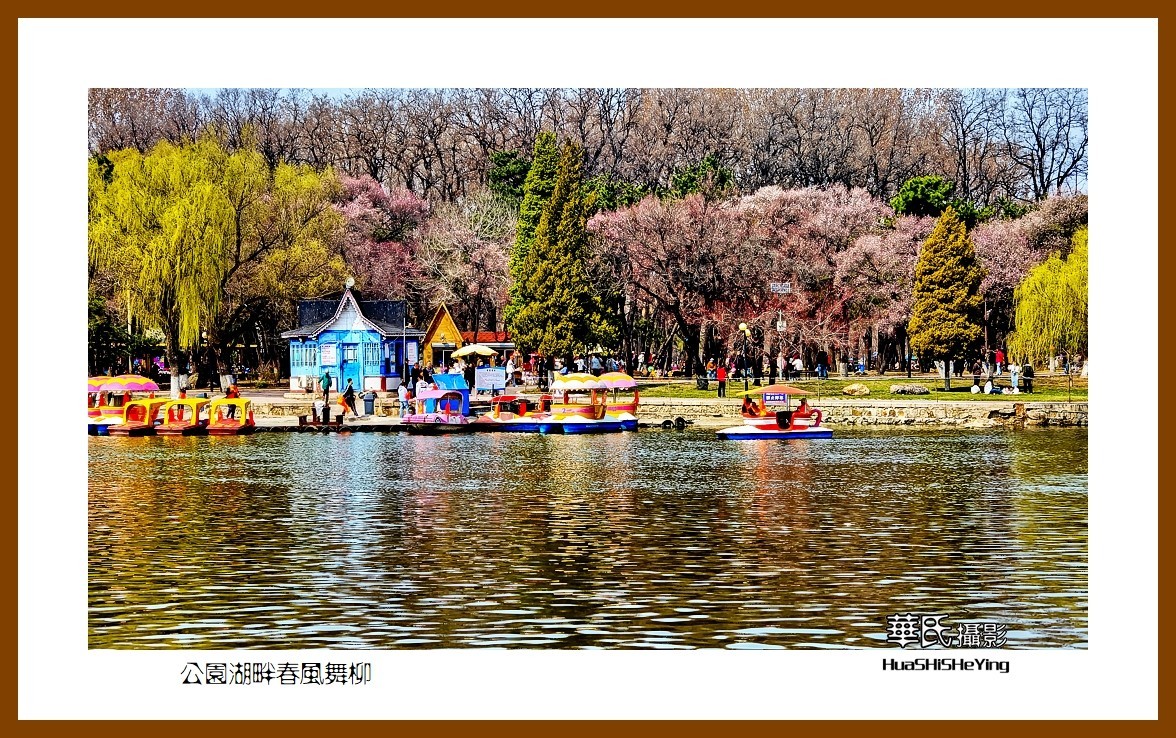 我爱家乡—公园湖畔春风舞柳（辽宁鞍山市二一九公园）