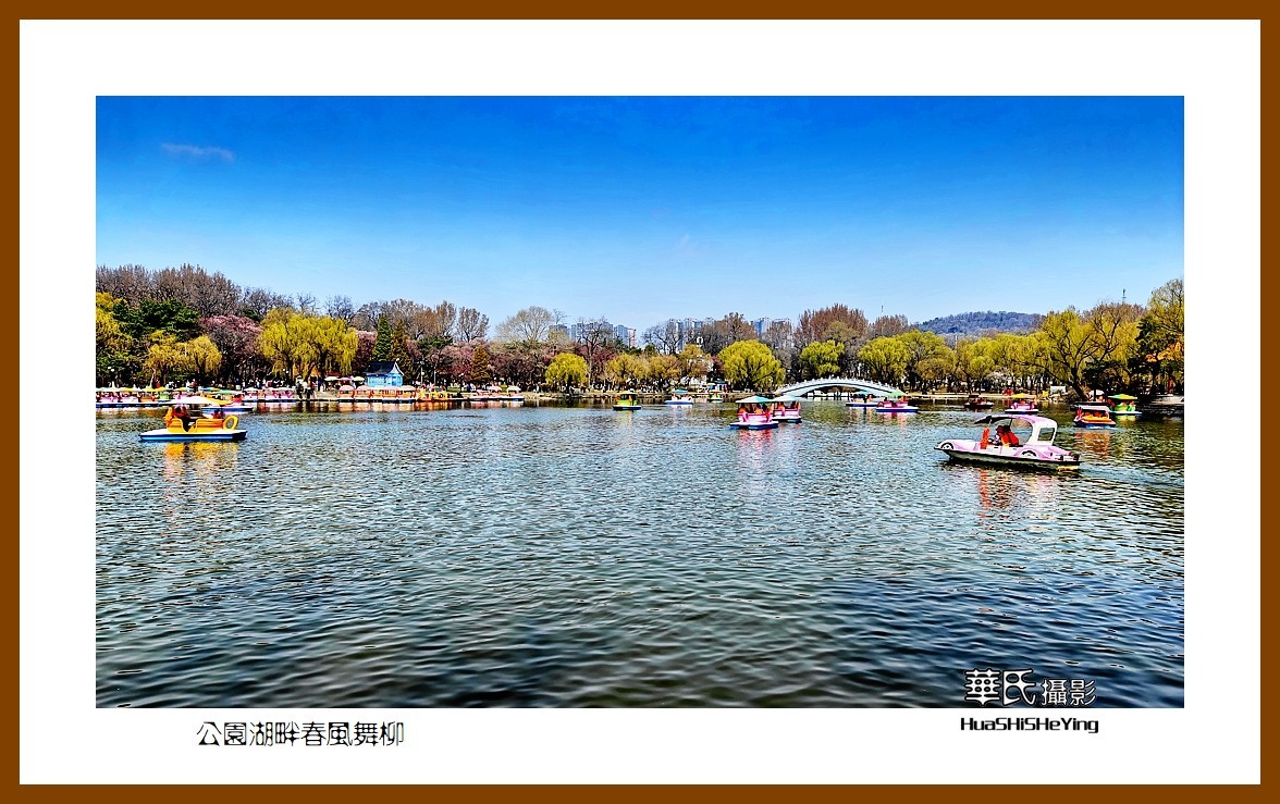 我爱家乡—公园湖畔春风舞柳（辽宁鞍山市二一九公园）