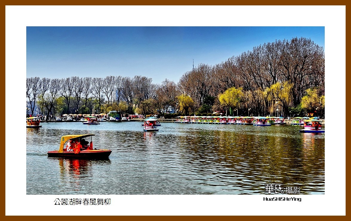 我爱家乡—公园湖畔春风舞柳（辽宁鞍山市二一九公园）