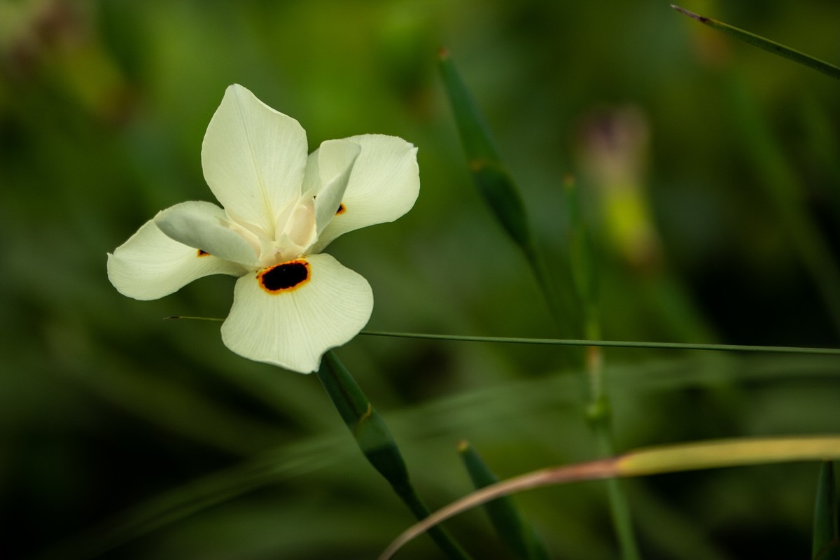 花枝招展（430）