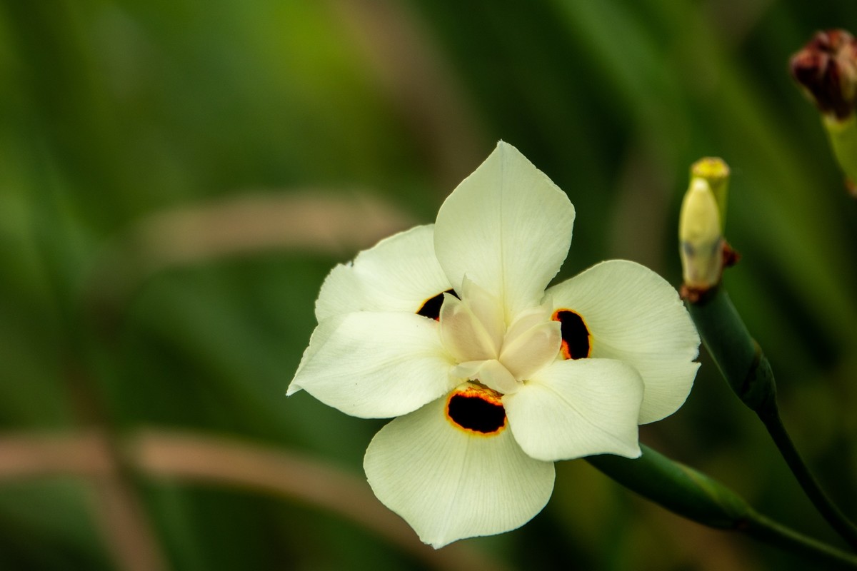 花枝招展（430）
