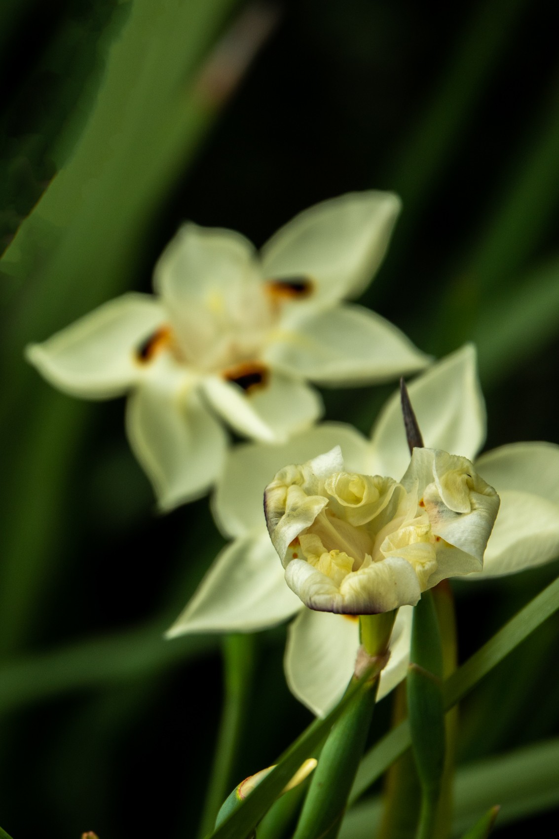 花枝招展（430）