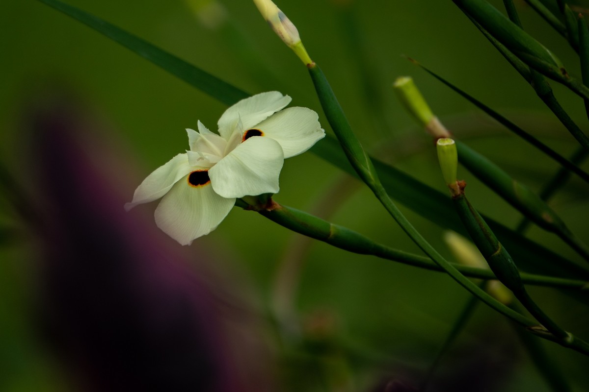 花枝招展（430）