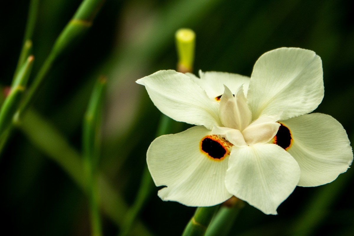 花枝招展（430）