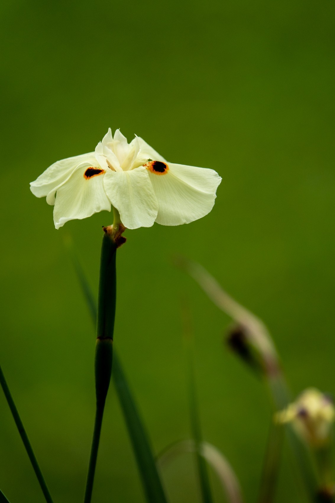 花枝招展（430）