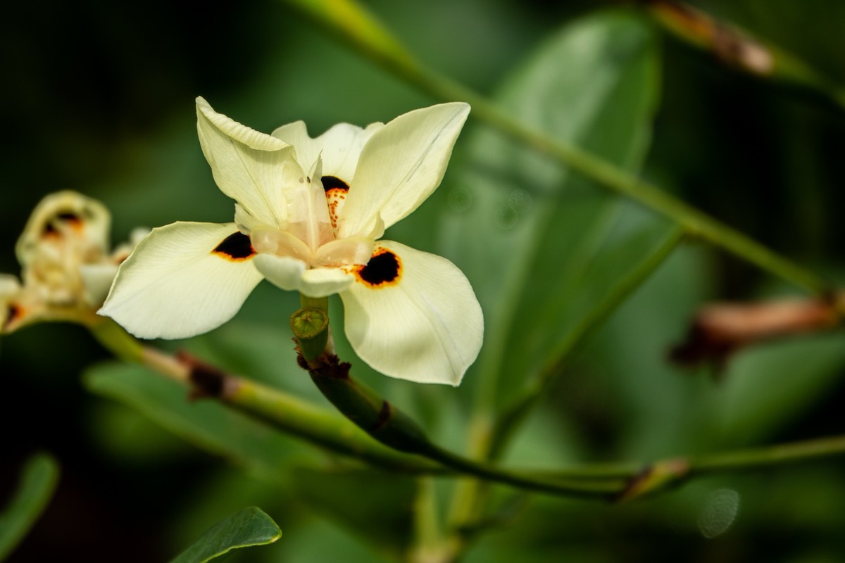 花枝招展（430）