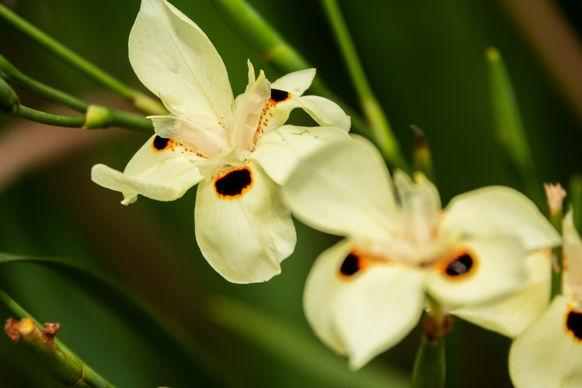 花枝招展（430）