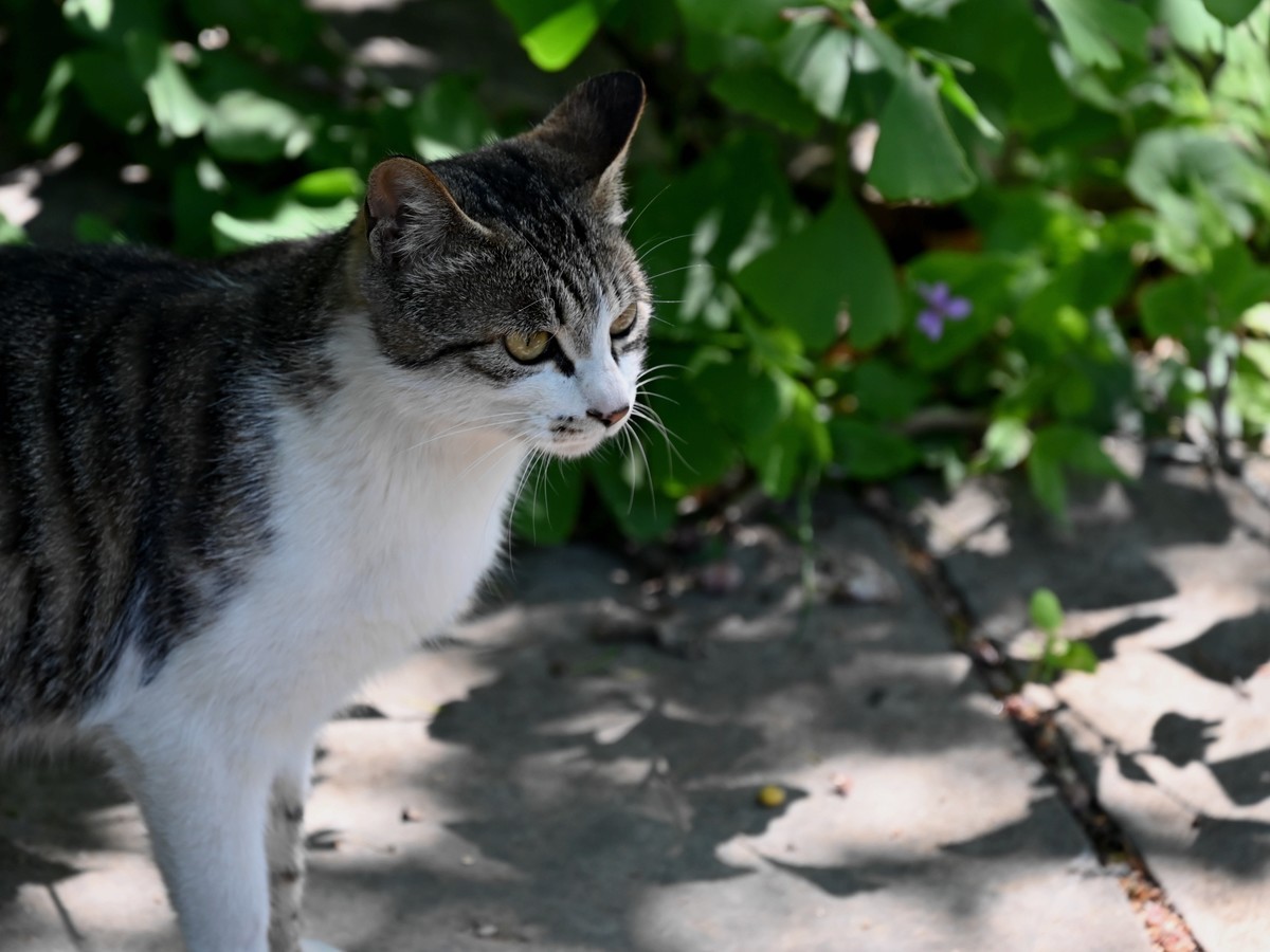 新手小白初试z5*24-200，轻喷