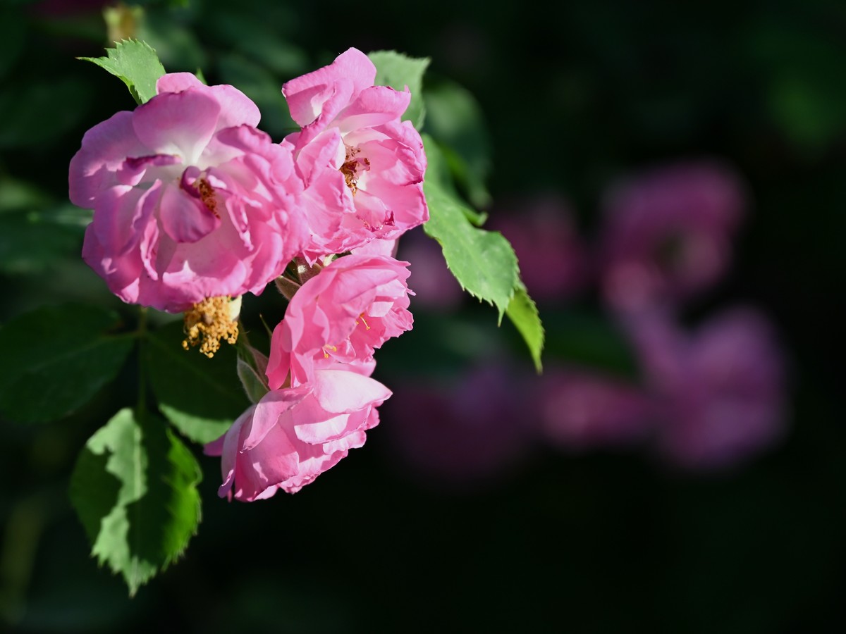 新手小白初试z5*24-200，轻喷