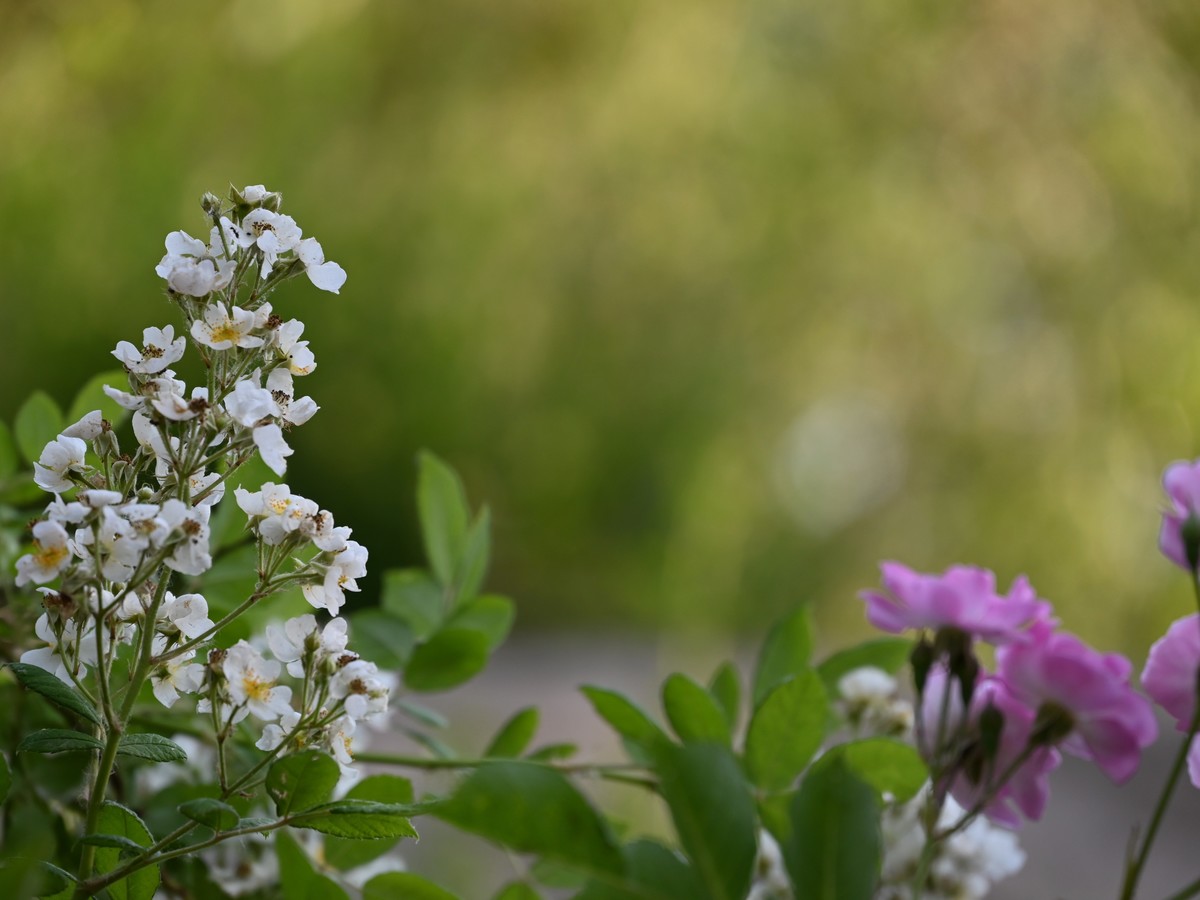 新手小白初试z5*24-200，轻喷