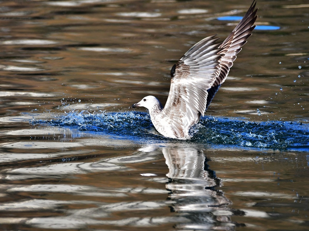 【视觉光影】银 鸥 飞 翔 （1）