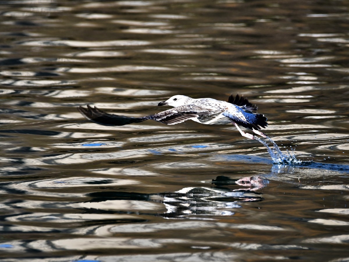 【视觉光影】银 鸥 飞 翔 （1）