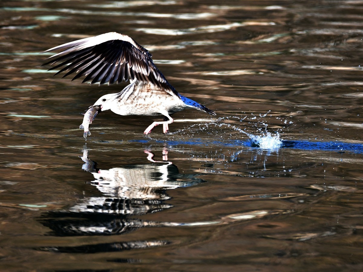 【视觉光影】银 鸥 飞 翔 （1）