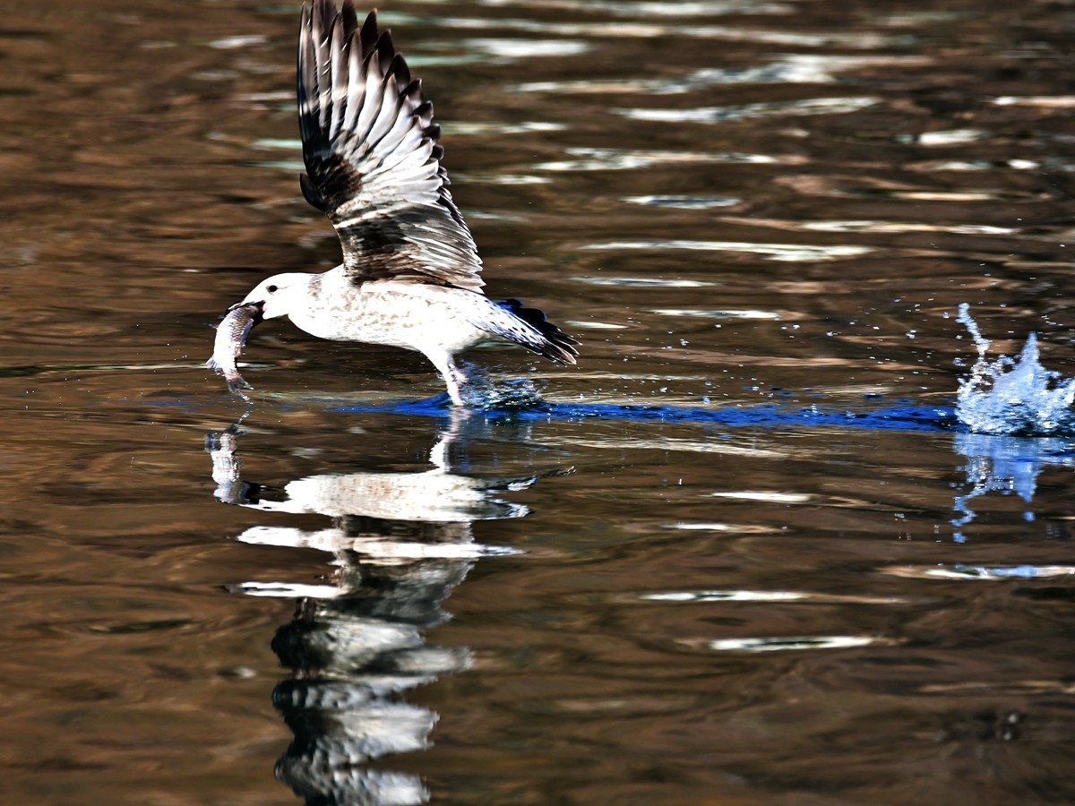【视觉光影】银 鸥 飞 翔 （1）