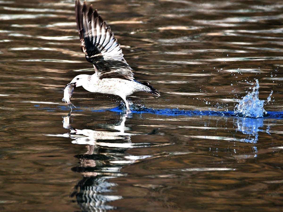 【视觉光影】银 鸥 飞 翔 （1）