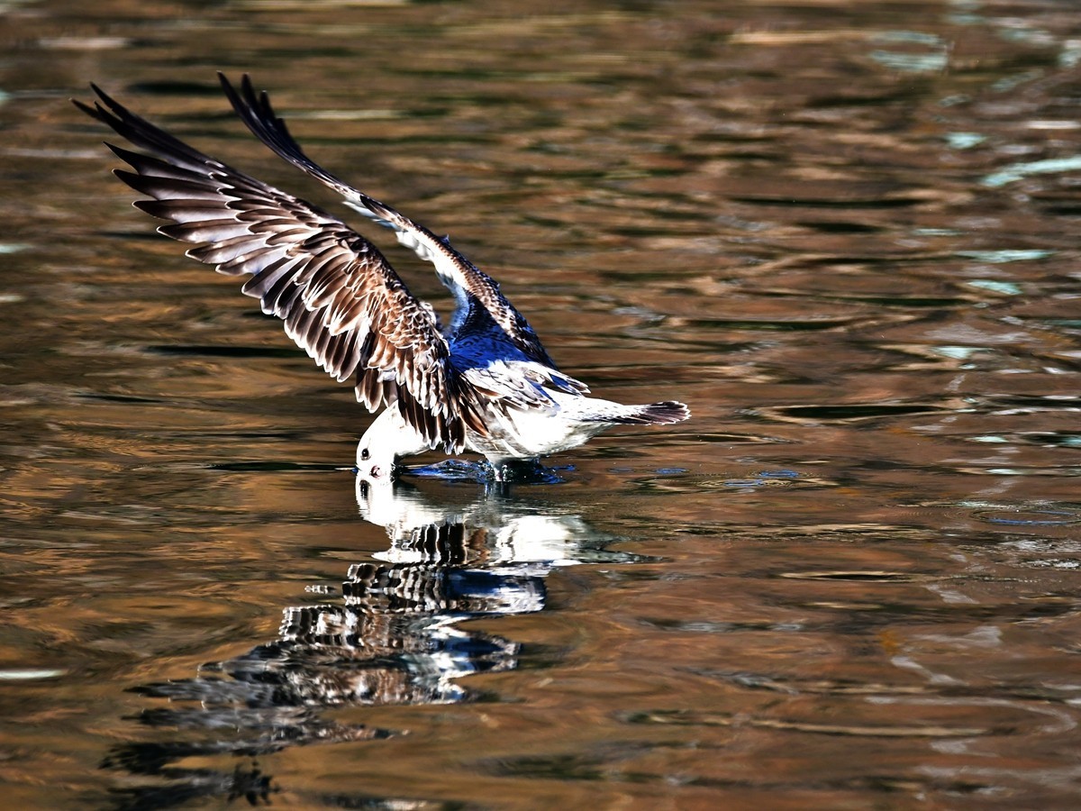 【视觉光影】银 鸥 飞 翔 （1）
