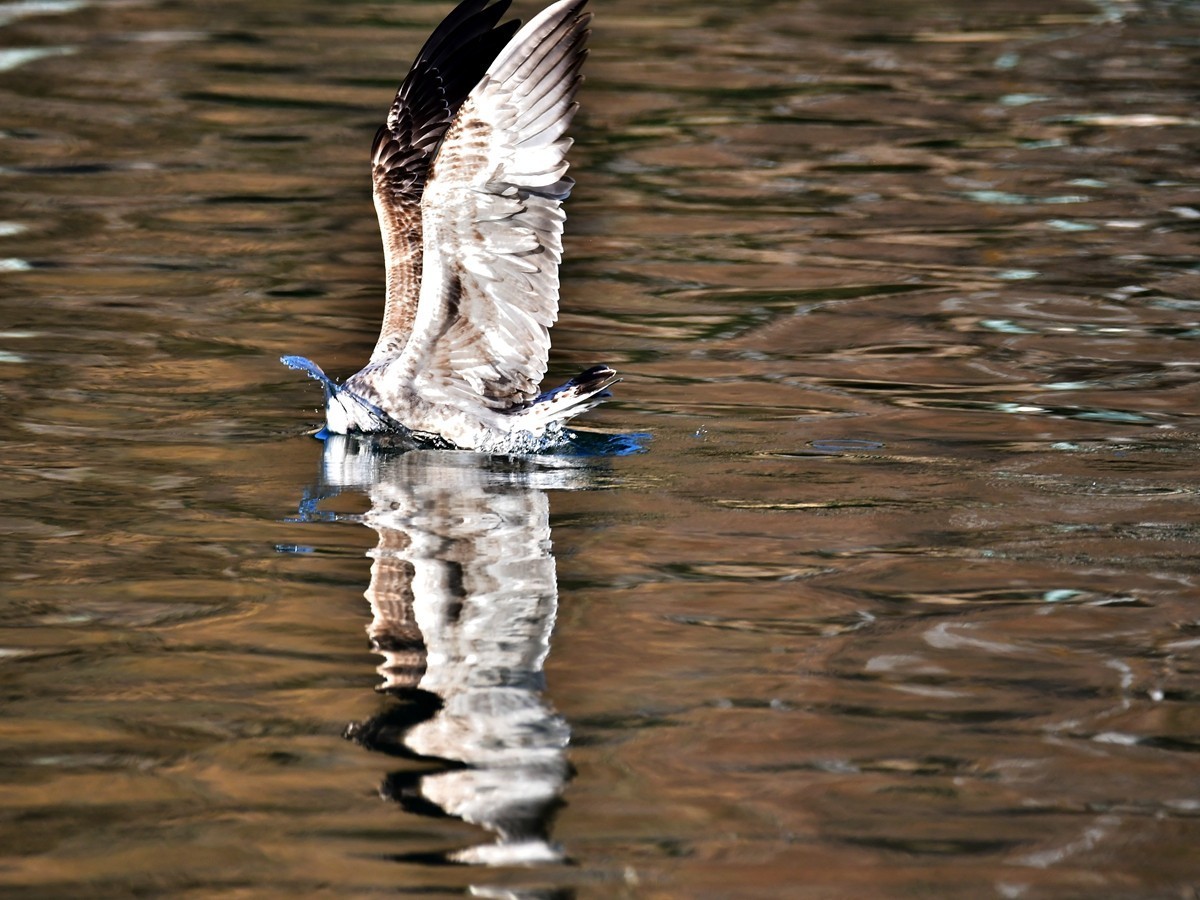 【视觉光影】银 鸥 飞 翔 （1）