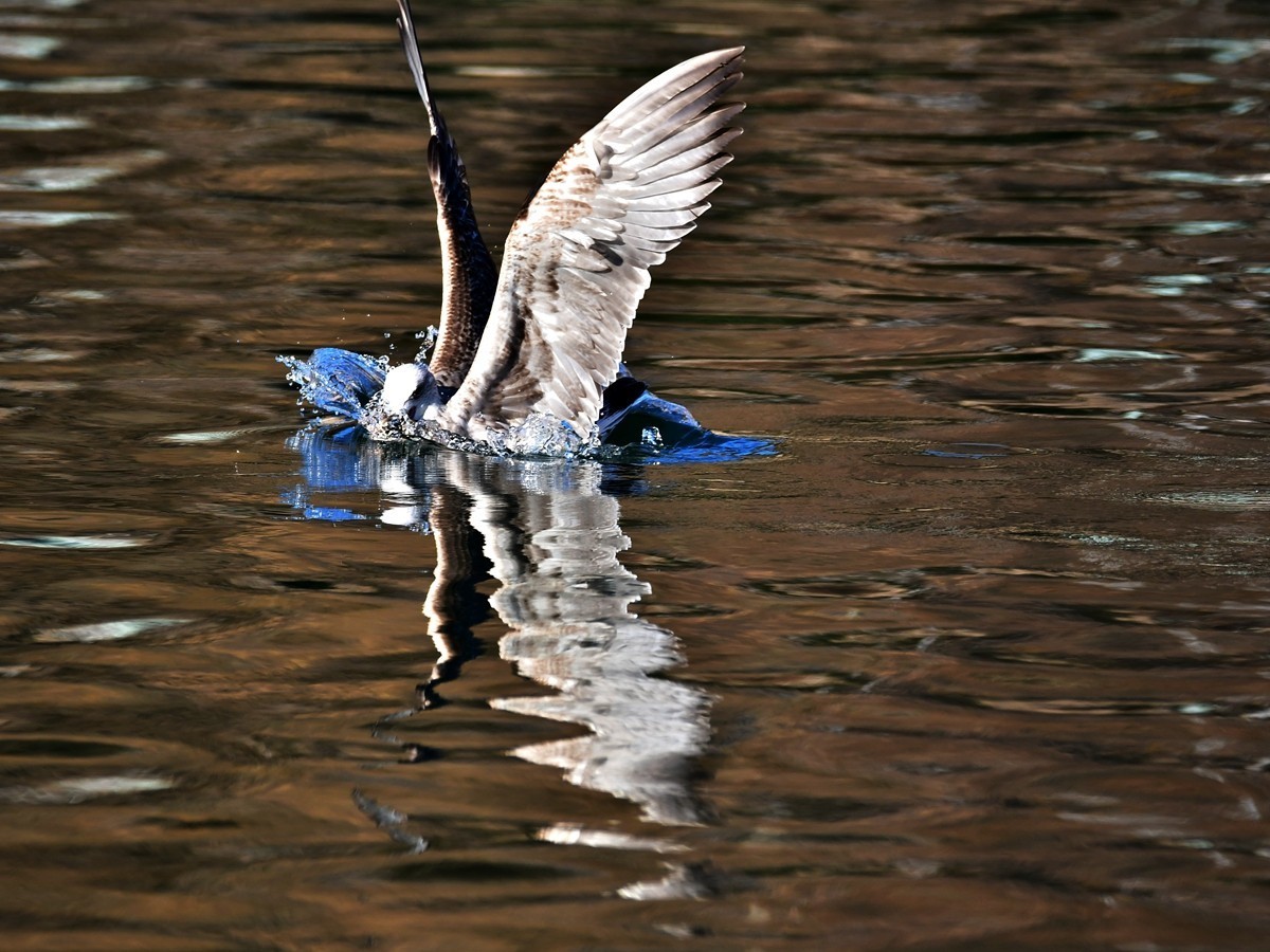 【视觉光影】银 鸥 飞 翔 （1）