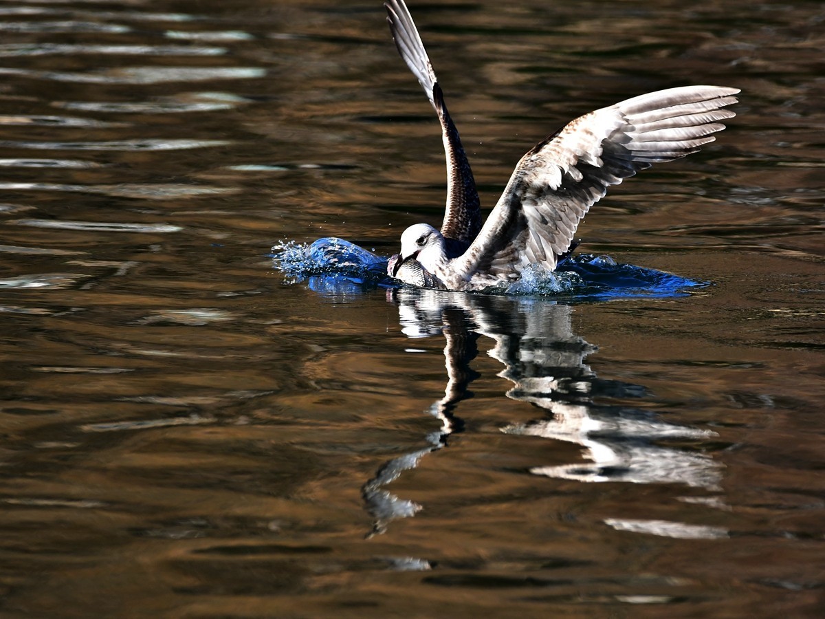 【视觉光影】银 鸥 飞 翔 （1）