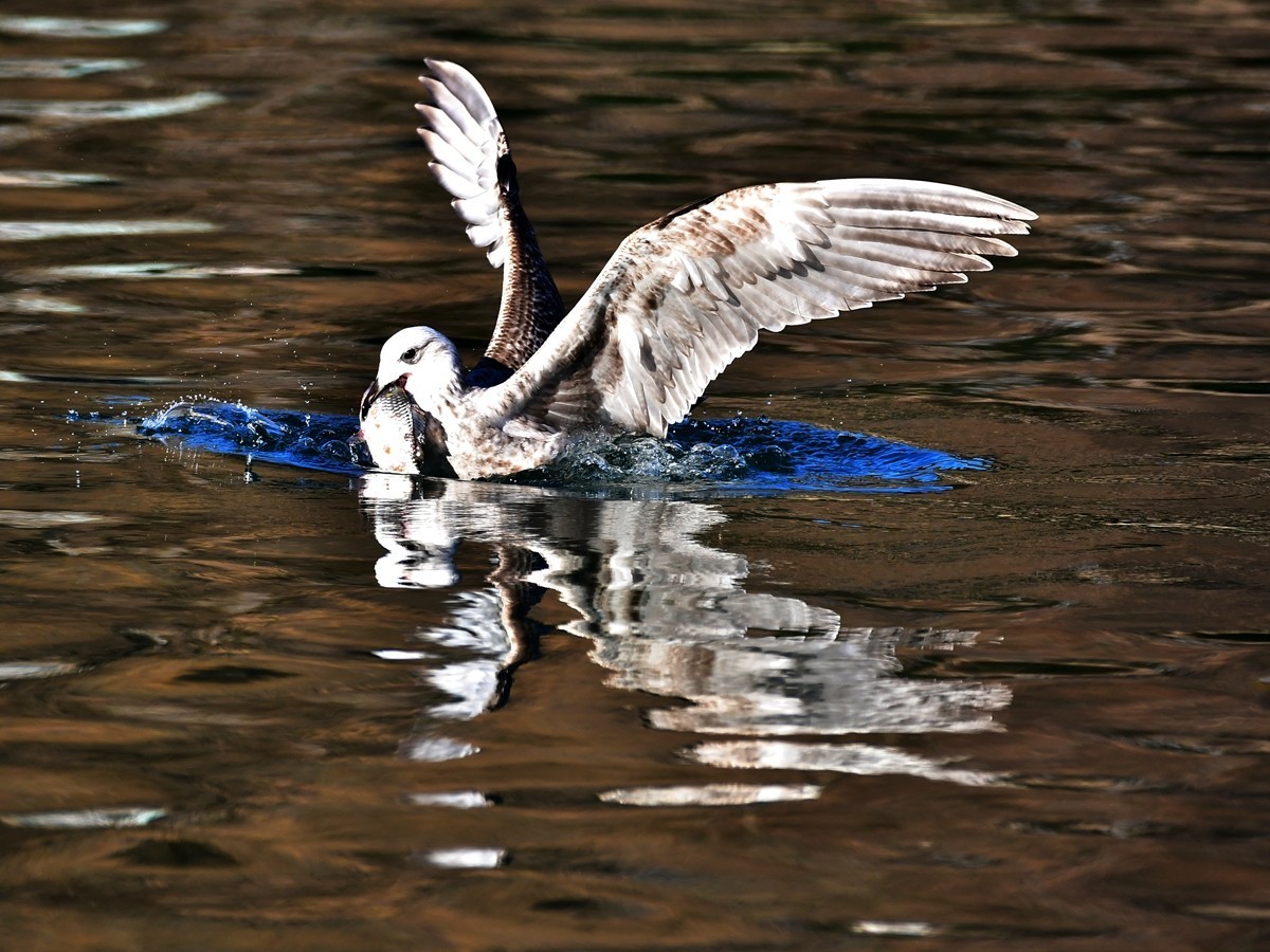 【视觉光影】银 鸥 飞 翔 （1）