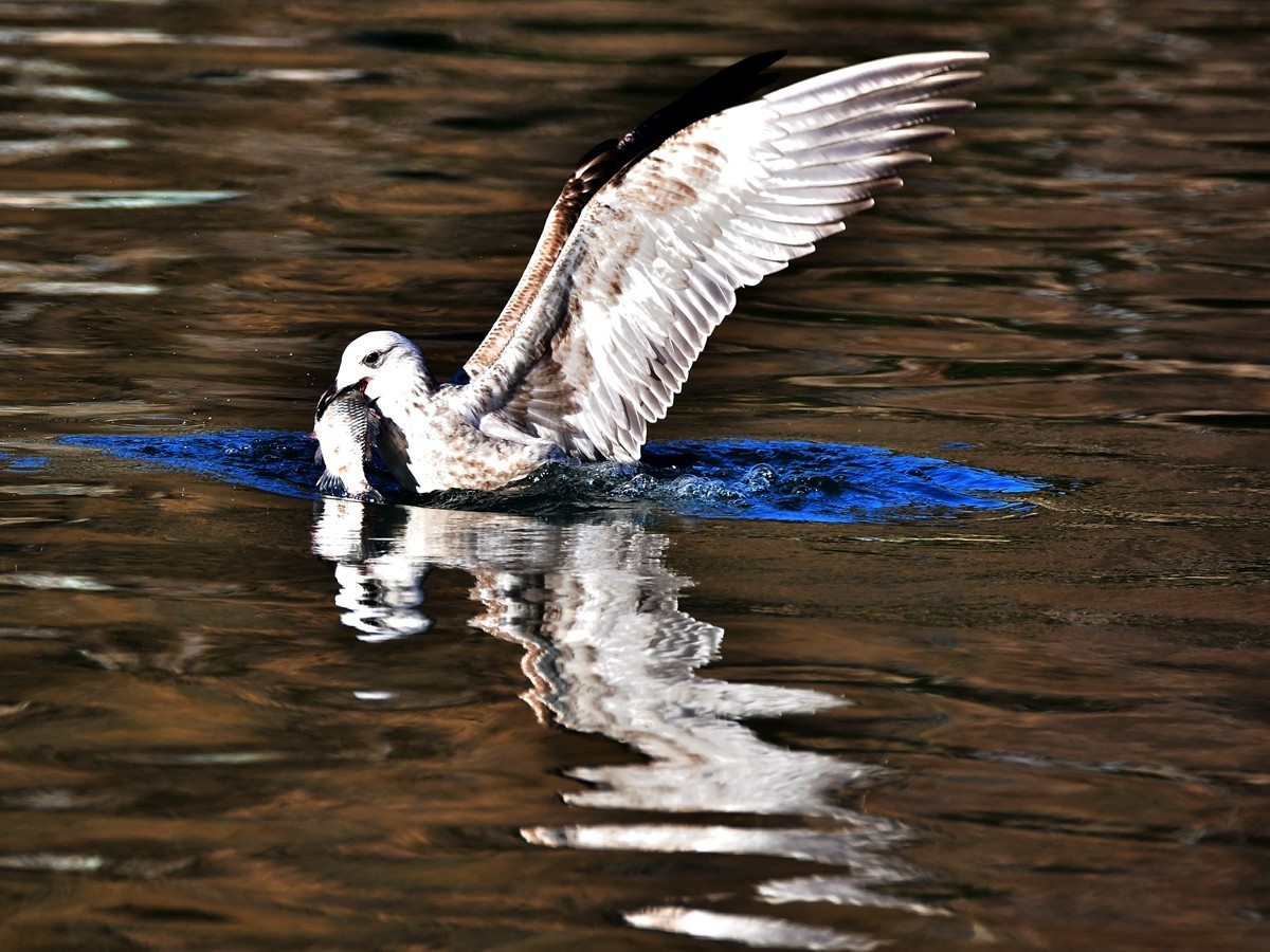 【视觉光影】银 鸥 飞 翔 （1）
