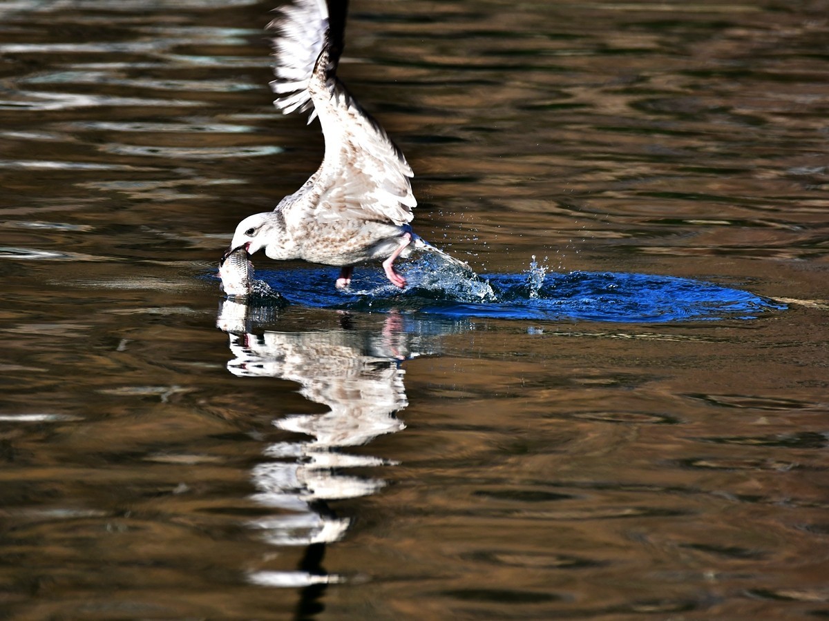 【视觉光影】银 鸥 飞 翔 （1）