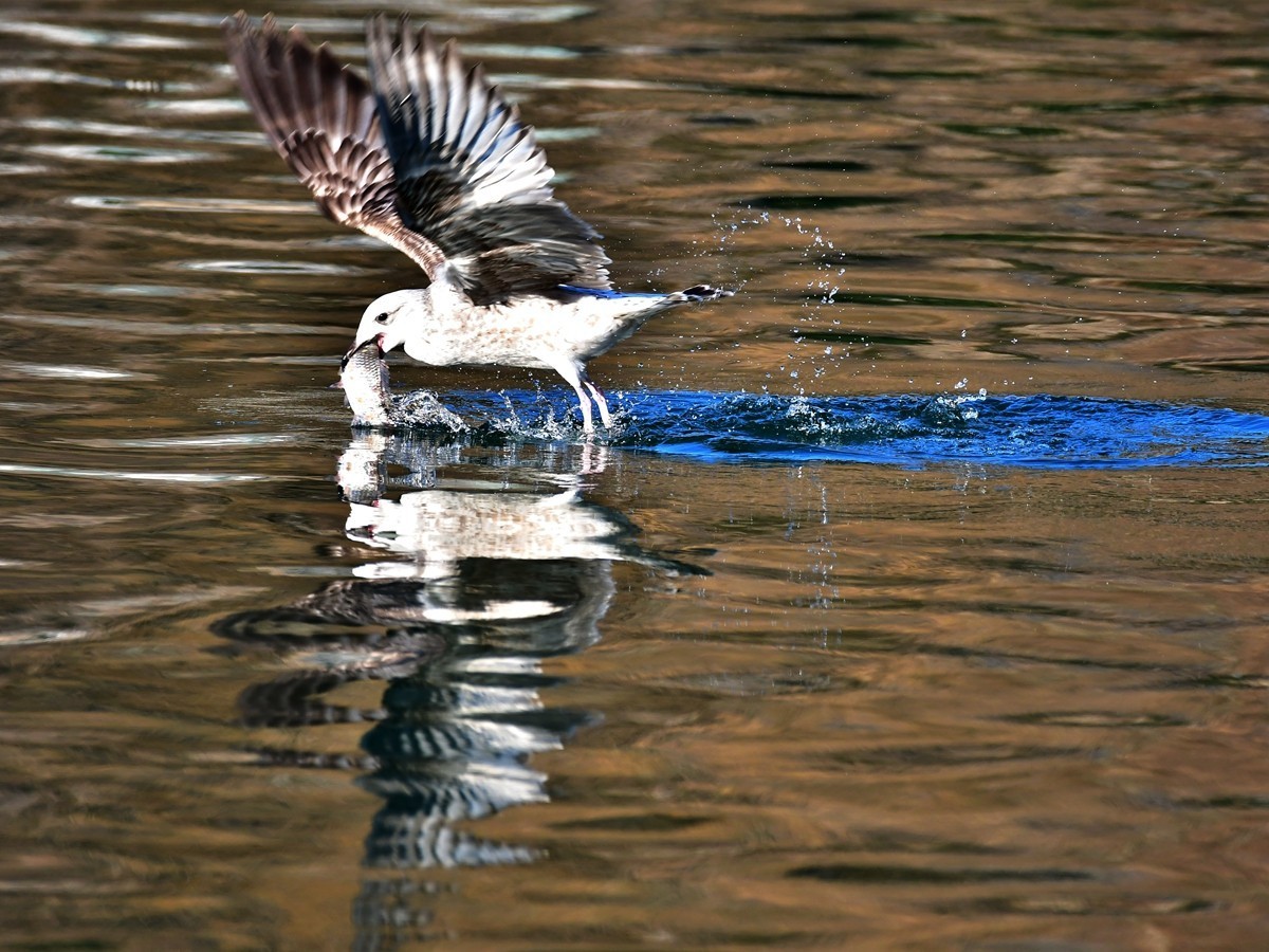 【视觉光影】银 鸥 飞 翔 （1）