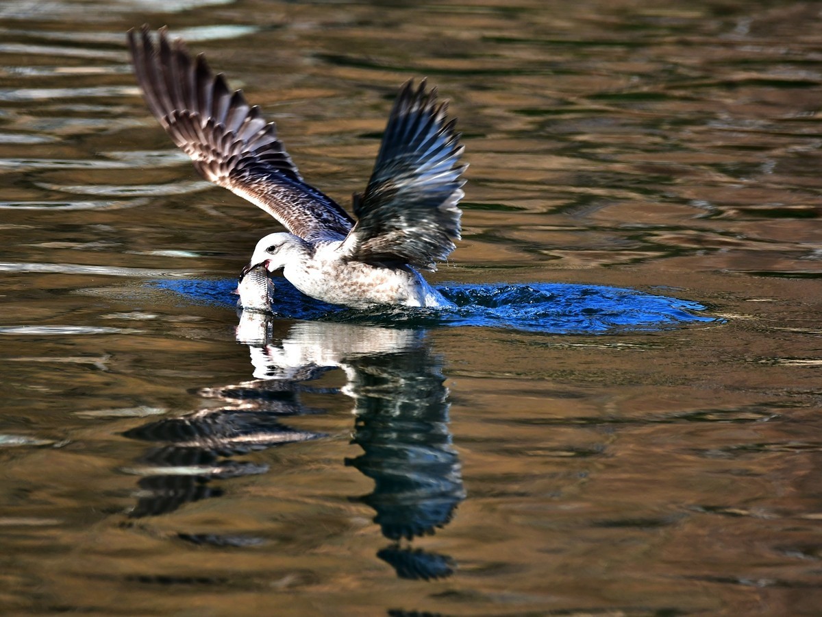 【视觉光影】银 鸥 飞 翔 （1）
