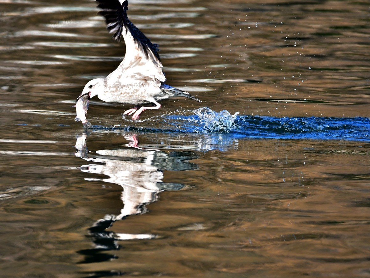 【视觉光影】银 鸥 飞 翔 （1）