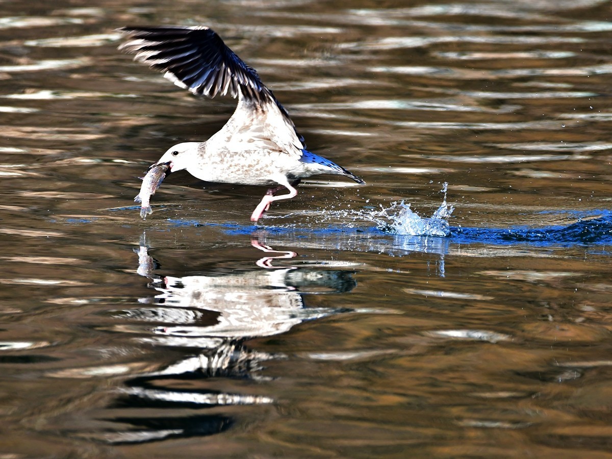 【视觉光影】银 鸥 飞 翔 （1）