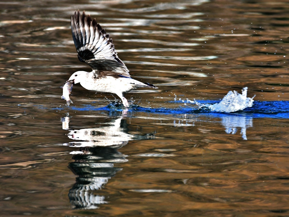 【视觉光影】银 鸥 飞 翔 （1）