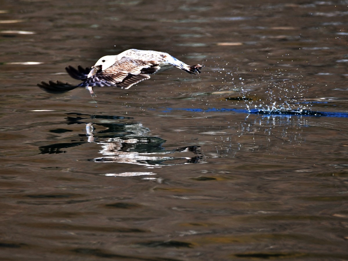 【视觉光影】银 鸥 飞 翔 （1）